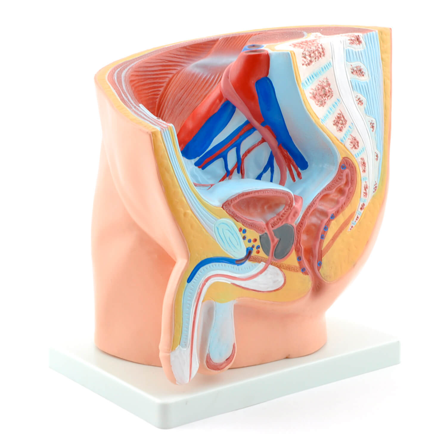 Anatomiemodelle | männliche Organe