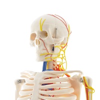 Anatomiemodelle, Lehrtafeln, Humanmedizin, Dentalmedizin, Veterinärmedizin, Skelette, Torso