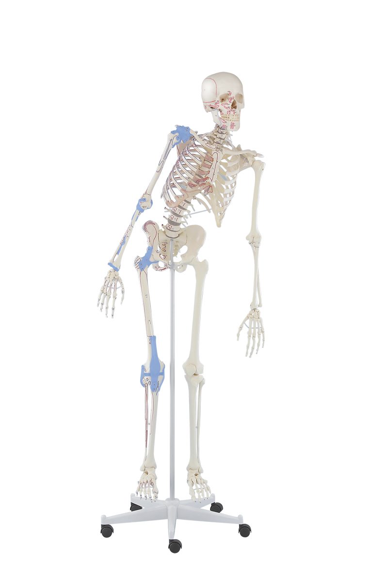Anatomiemodelle, Skelettmodelle