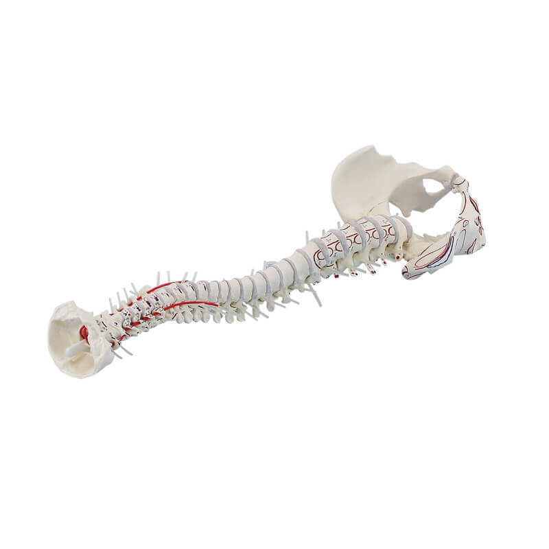 Skelettmodelle, Wirbelsäulen, Lendenwirbel, Osteoprose