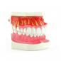 Preview: HeineScientific Dentalmodell Erwachsenengebiss