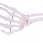 Preview: HeineScientific | Skelettmodell Arm (H139151)