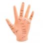 Preview: HeineScientific | Akupunkturmodell Hand (H130484)