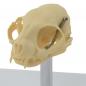 Preview: HeineScientific | künstlicher Katzenschädel Skelettmodell (H190912)