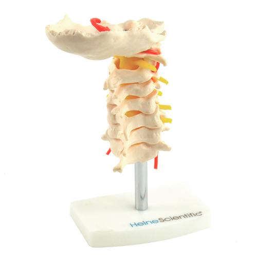 HeineScientific | Halswirbelsäule-Modell (H131068)