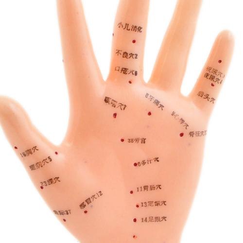 HeineScientific | Akupunkturmodell Hand (H130484)