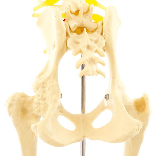 HeineScientific | Hundehüfte Skelettmodell (H190060)