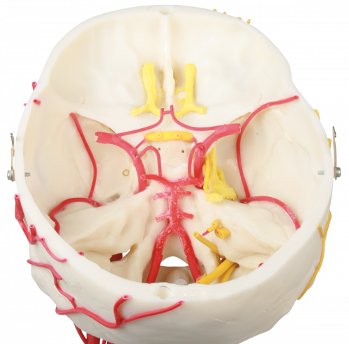 ERLER-ZIMMER | neurovasculärer Schädel (4516)