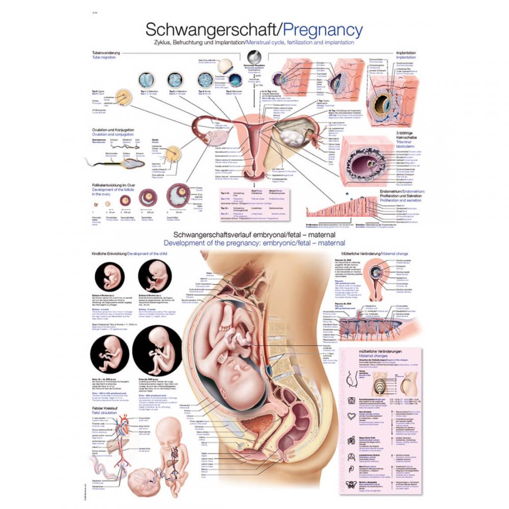 Erler-Zimmer | Lehrtafel Schwangerschaft (AL118)