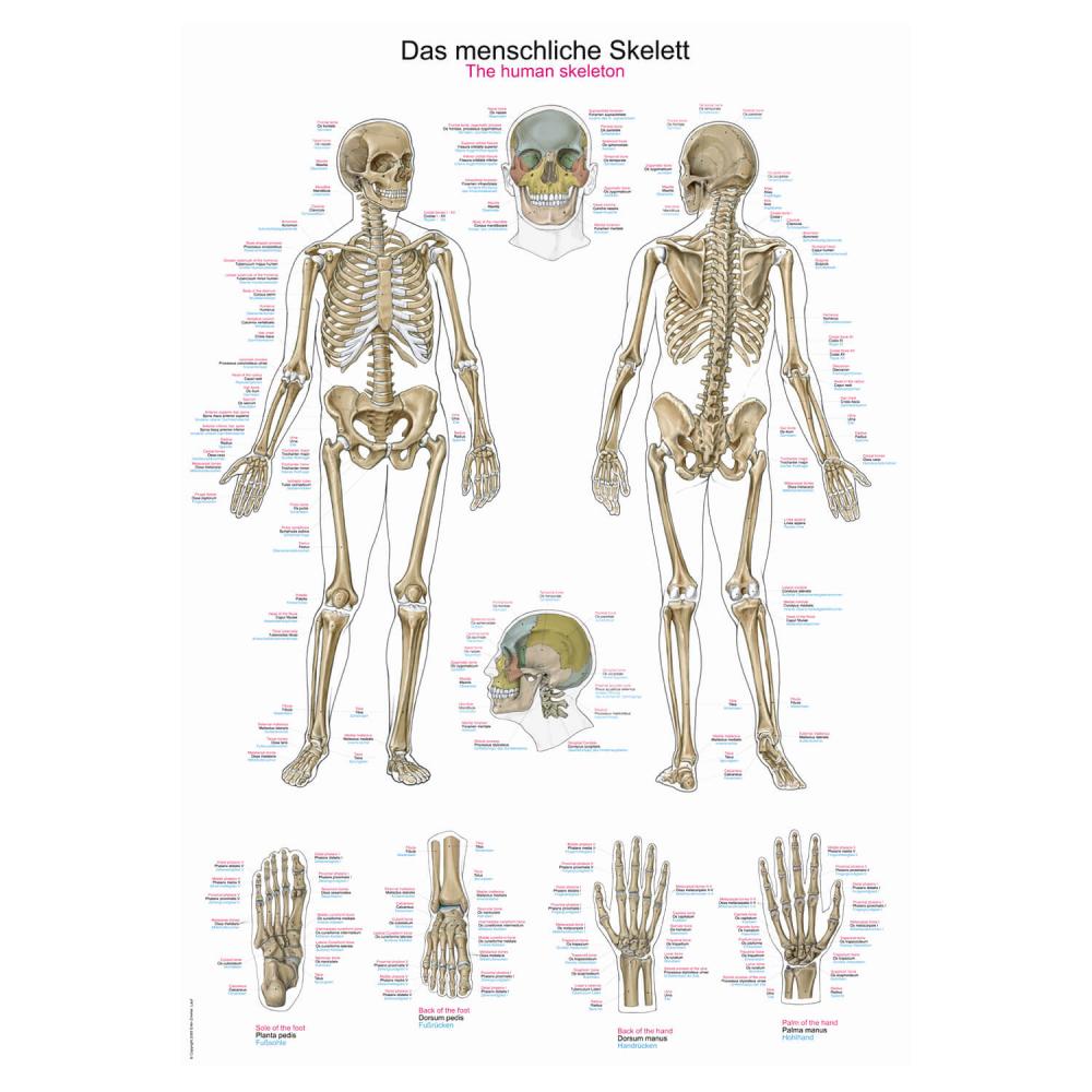 Erler-Zimmer | Lehrtafel menschliches Skelett (AL502)