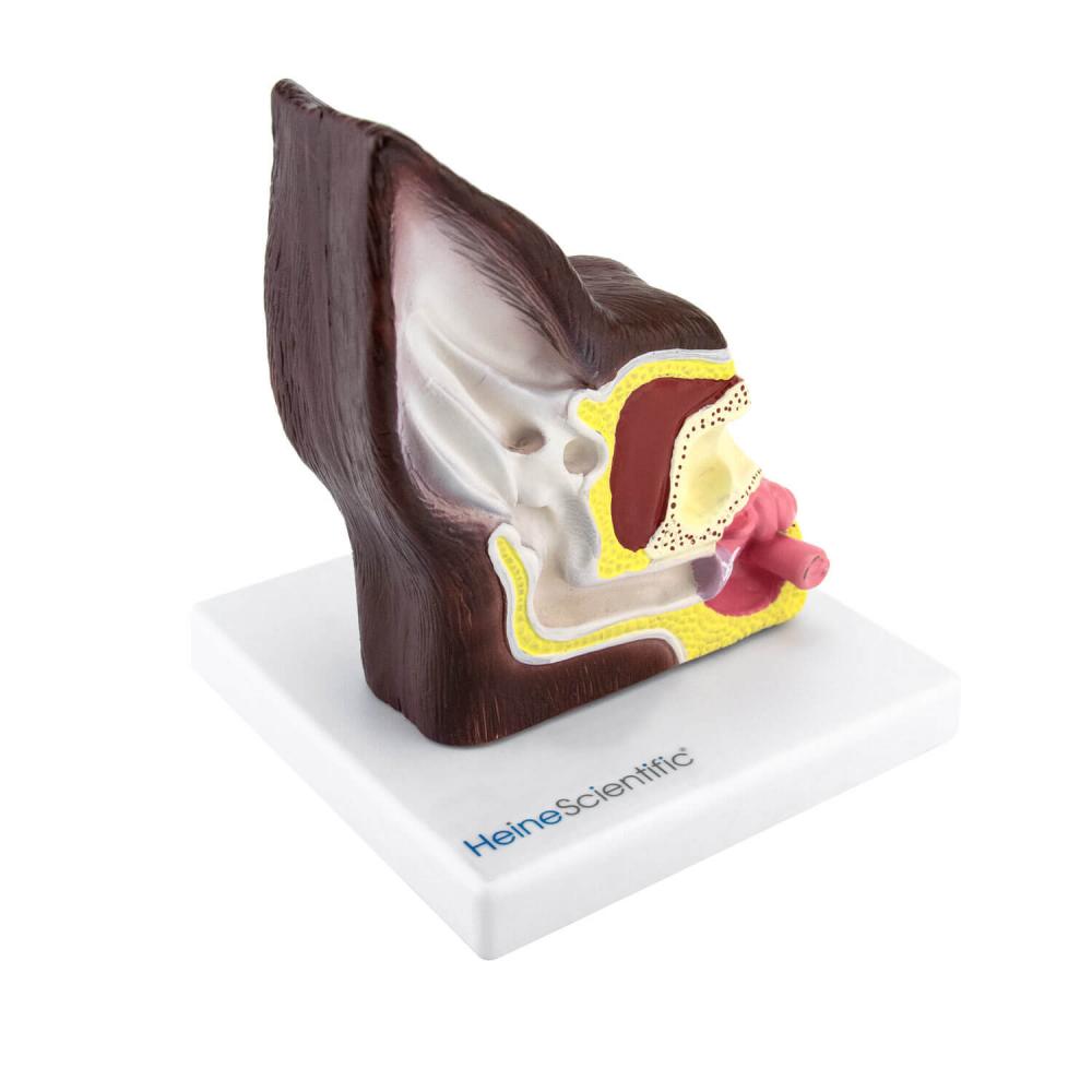 HeineScientific Hundeohr-Modell (H191779)