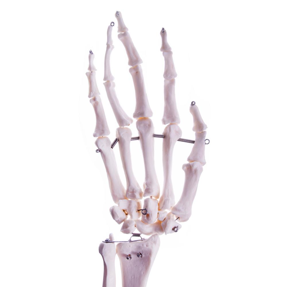 HeineScientific | Skelettmodell Arm (H139151)