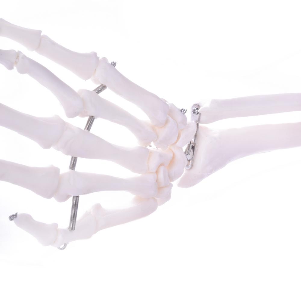 HeineScientific | Skelettmodell Arm (H139151)