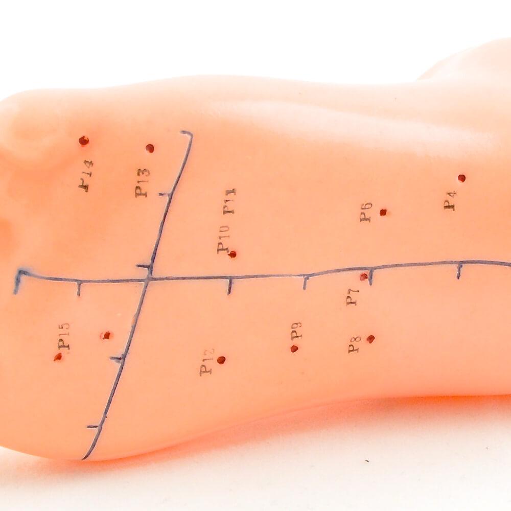 HeineScientific | Akupunkturmodell Fuss (H130485)