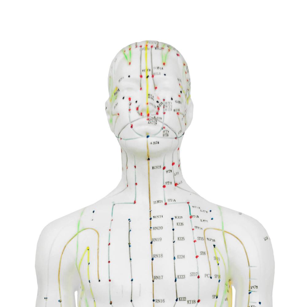 HeineScientific | männliches Akupunkturmodell (H134005)