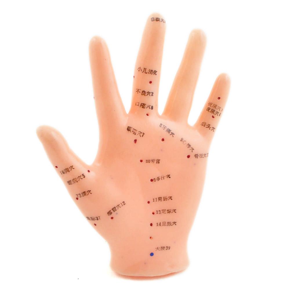 HeineScientific | Akupunkturmodell Hand (H130484)