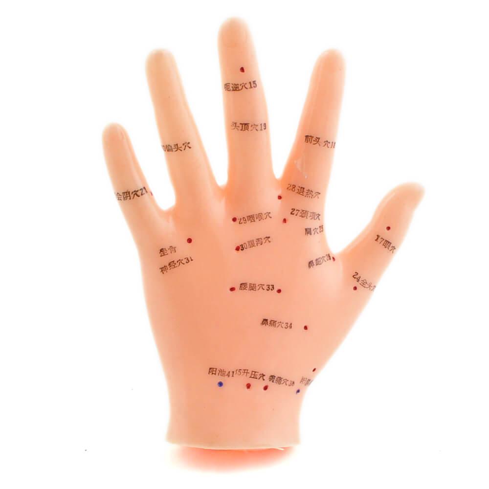 HeineScientific | Akupunkturmodell Hand (H130484)