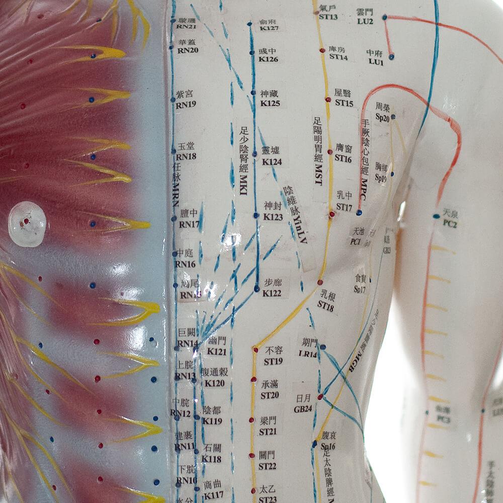 HeineScientific | männliches Akupunkturmodell (H129990)