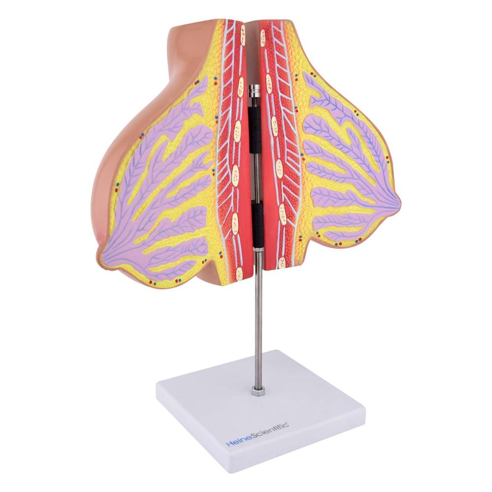 HeineScientific | Brustmodell weiblich laktierend (H139033)