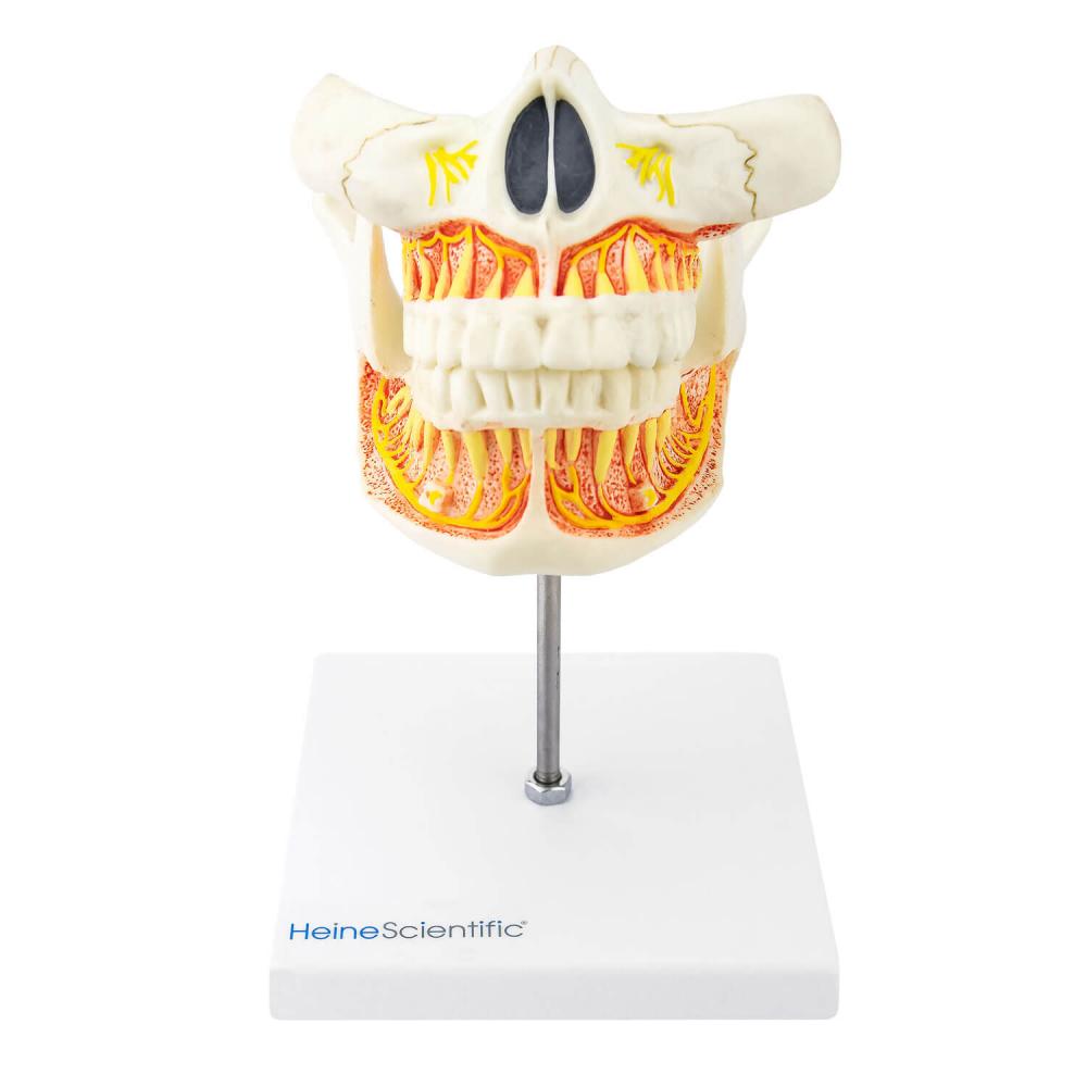 HeineScientific | Erwachsenengebiss (H139026)