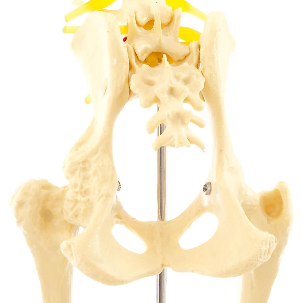 HeineScientific | Hundehüfte Skelettmodell (H190060)
