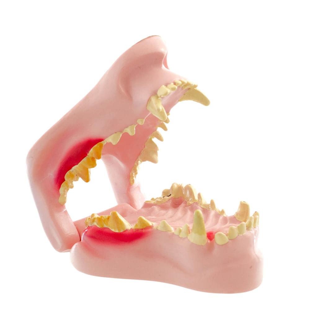 HeineScientific | Hundekiefermodell (H190052)