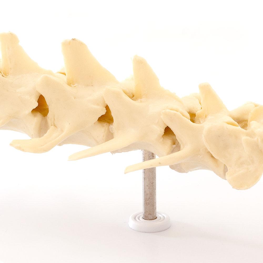 HeineScientific | künstliche Hundewirbelsäule Skelettmodell (H190063)