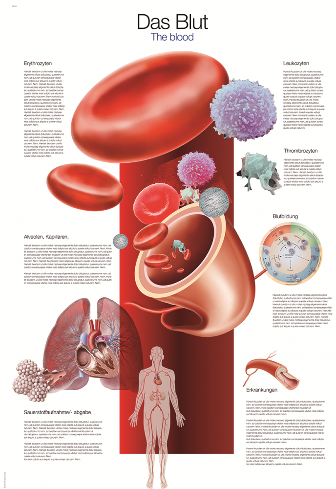 Erler-Zimmer | Lehrtafel Blut (AL165)