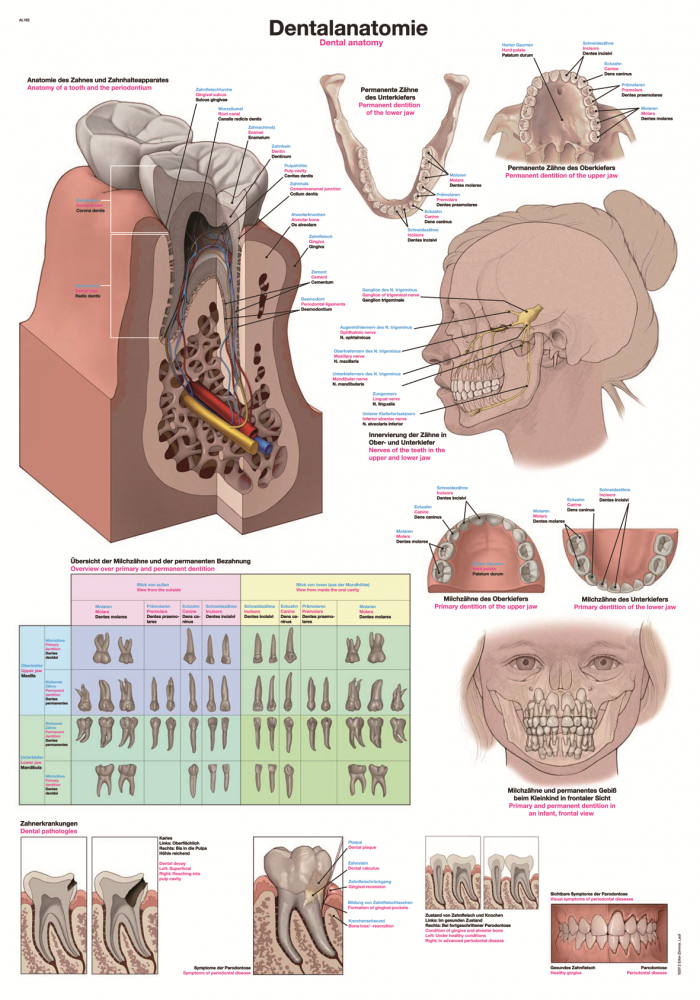 Erler-Zimmer | Lehrtafel Dentalanatomie (AL162)