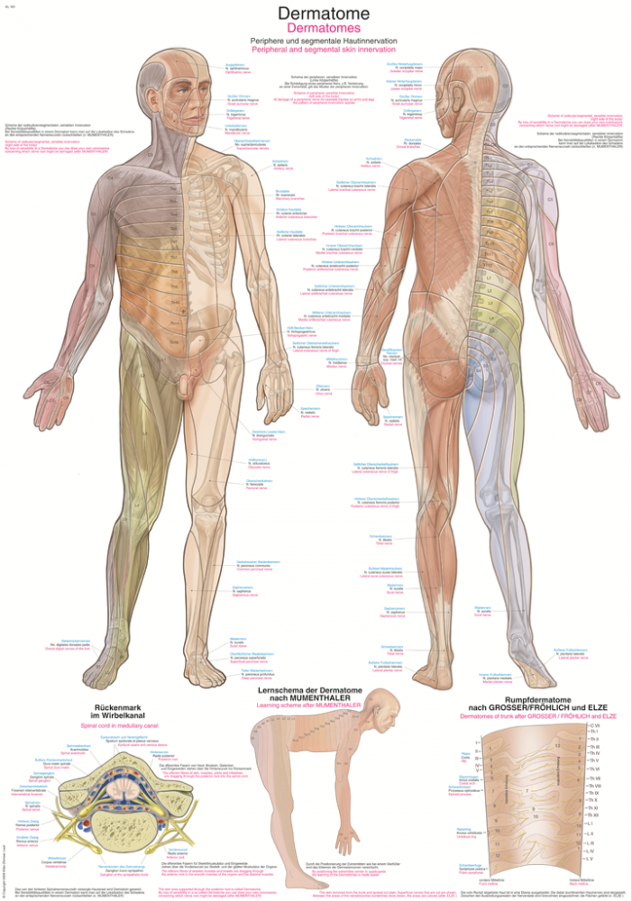 Erler-Zimmer | Lehrtafel Dermatome (AL161)