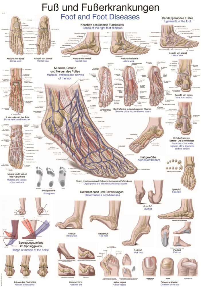 Erler-Zimmer | Lehrtafel Fuß Fußerkrankungen (AL528)