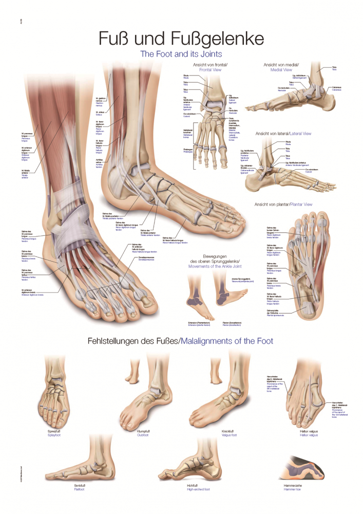 Erler-Zimmer | Lehrtafel Fuß & Fußgelenke (AL155)