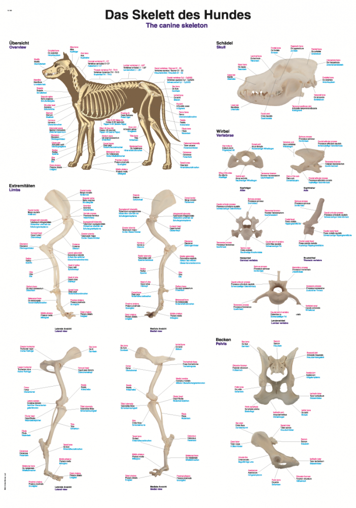 Erler-Zimmer | Lehrtafel Hundeskelett (VL600)