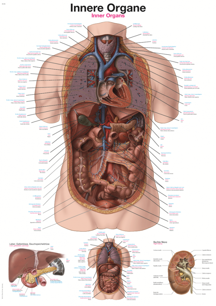 Erler-Zimmer | Lehrtafel innere Organe (AL563)
