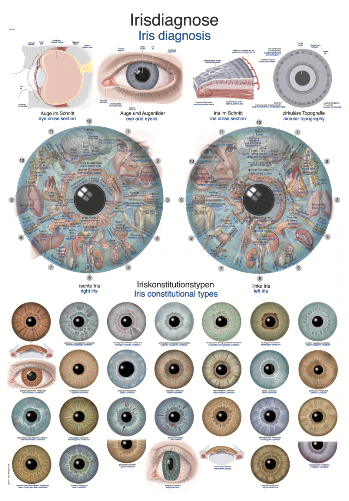 Erler-Zimmer | Lehrtafel Irisdiagnose (AL126)