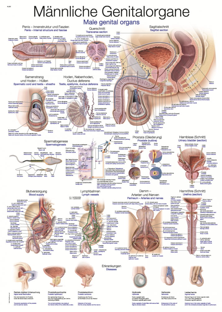 Erler-Zimmer | Lehrtafel männliche Genitalorgane (AL523)