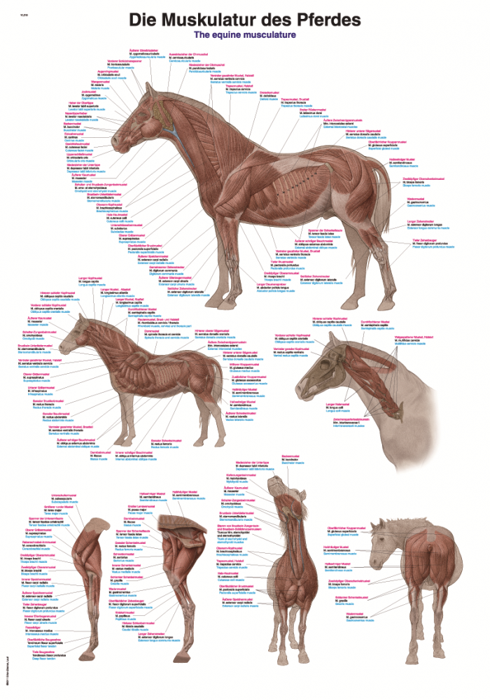 Erler-Zimmer | Lehrtafel Pferdemuskulatur  (VL710)