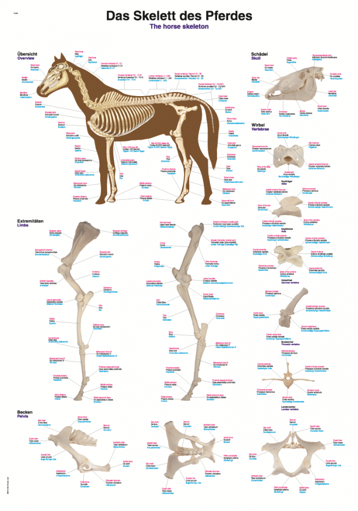 Erler-Zimmer | Lehrtafel Pferdeskelett (VL700)