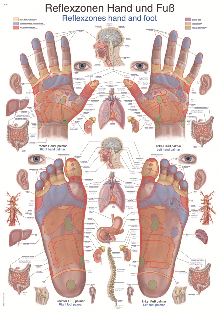 Erler-Zimmer | Lehrtafel Reflexzonen Hand Fuß (AL127)