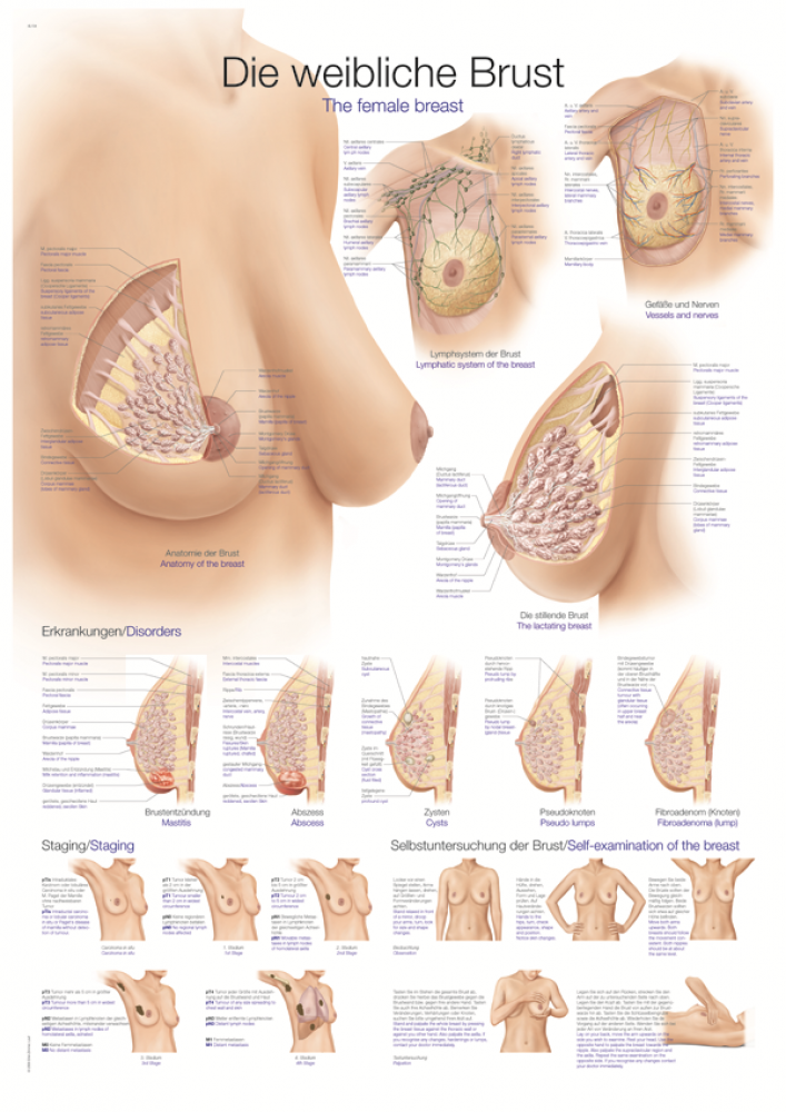 Eerler-Zeimmer | anatomische Lehrtafel weibliche Brust (AL134)