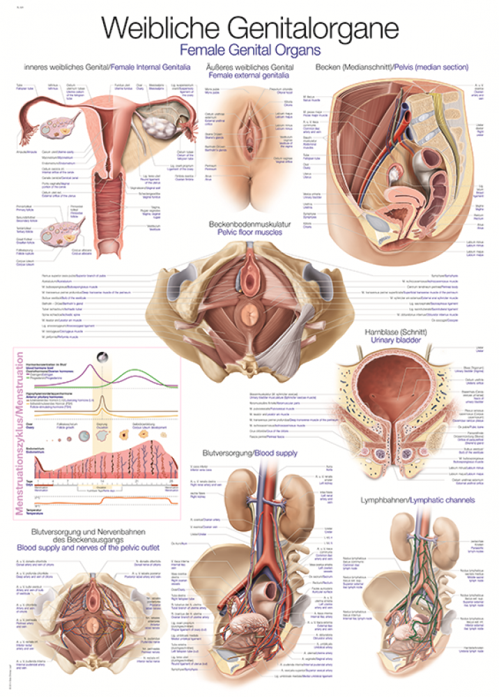 Erler-Zimmer | anatomische Lehrtafel weibliche Genitalorgane (AL524)