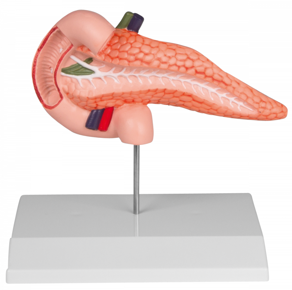 ERLER-ZIMMER | Modell Pankreas und Duodenum (K222)